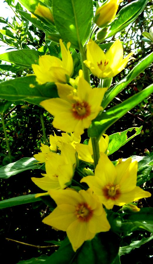 blüten