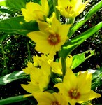 blüten