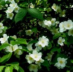 der duft des jasmin