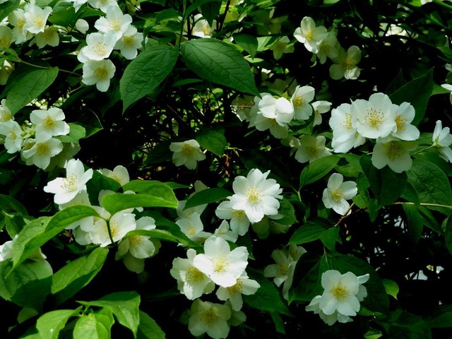 der duft des jasmin
