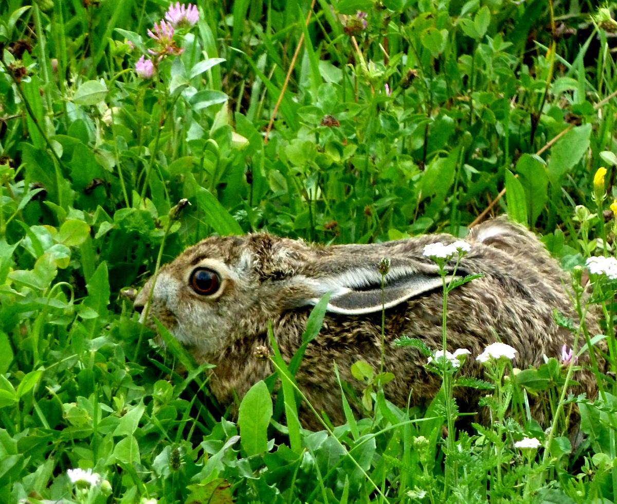 ein duckhase