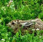 ein duckhase