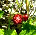 walderdbeeren