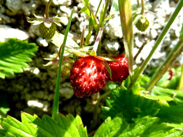 walderdbeeren